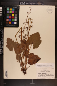 Heuchera americana var. hirsuticaulis image