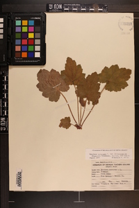 Heuchera americana var. hirsuticaulis image