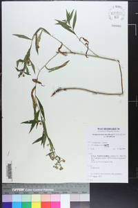 Symphyotrichum lateriflorum var. lateriflorum image