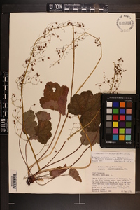 Heuchera americana var. hirsuticaulis image