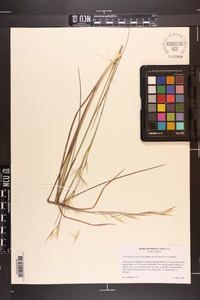 Andropogon virginicus var. decipiens image