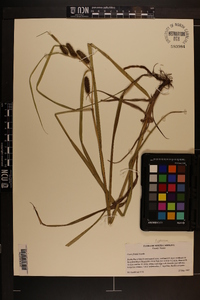 Carex aureolensis image