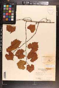 Vitis rotundifolia image