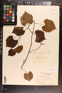 Vitis rotundifolia image