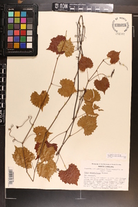 Vitis rotundifolia image