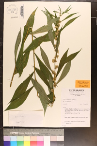 Solidago curtisii image