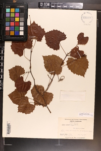 Vitis rotundifolia image