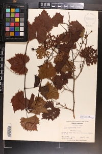 Vitis rotundifolia image