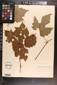 Vitis riparia image