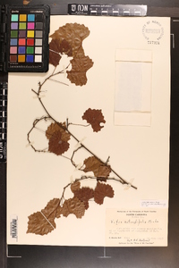 Vitis rotundifolia image