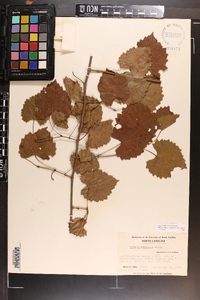 Vitis rotundifolia image