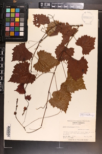 Vitis rotundifolia image