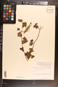 Vitis rotundifolia image