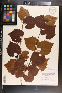 Vitis rotundifolia image