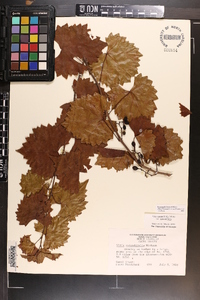 Muscadinia rotundifolia var. rotundifolia image