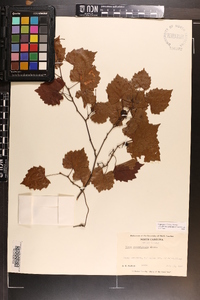 Vitis rotundifolia image