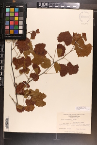 Vitis rotundifolia image