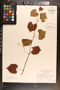 Vitis rotundifolia image