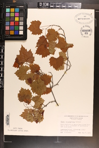 Vitis rotundifolia image