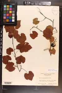 Vitis rotundifolia image