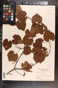 Vitis rotundifolia image