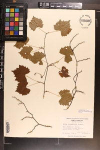 Vitis rotundifolia image