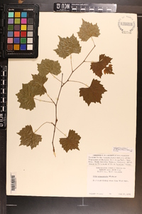 Vitis rotundifolia image