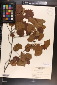 Vitis rotundifolia image