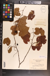 Vitis rotundifolia image