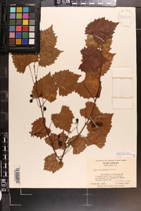 Vitis rotundifolia image