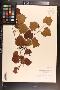 Vitis rotundifolia image