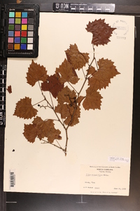 Vitis rotundifolia image