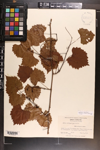 Vitis rotundifolia image