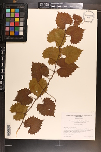 Vitis rotundifolia image