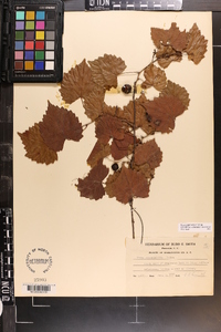 Vitis rotundifolia image