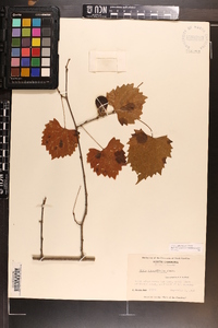 Vitis rotundifolia image