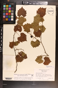 Vitis rotundifolia image