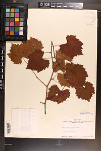 Vitis rotundifolia image