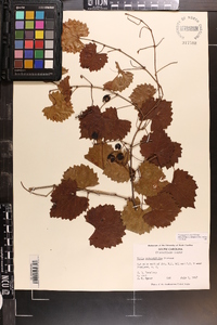 Vitis rotundifolia image