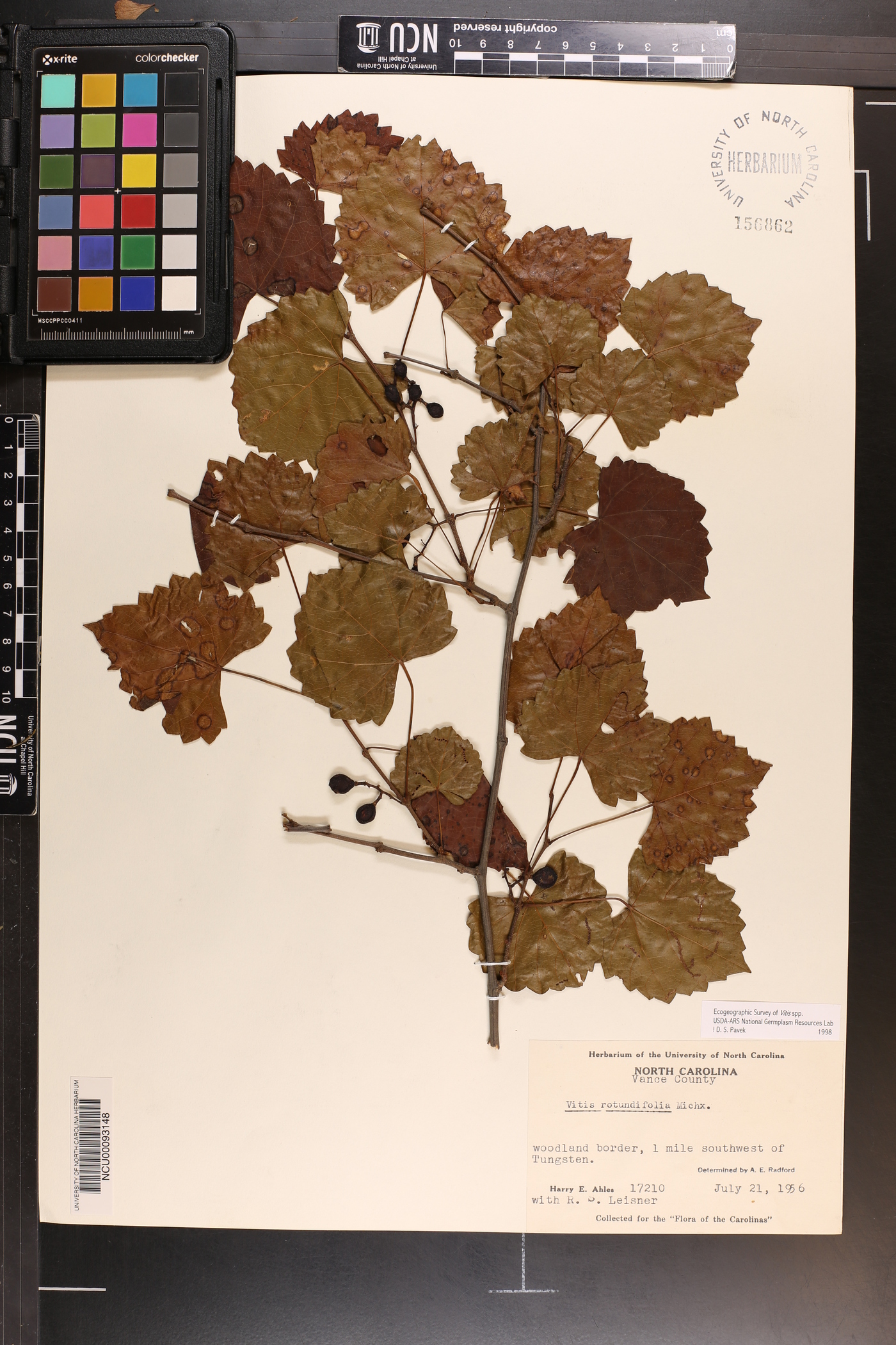 Vitis rotundifolia image