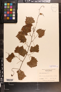 Vitis rotundifolia image