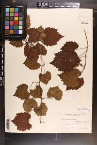 Vitis rotundifolia image