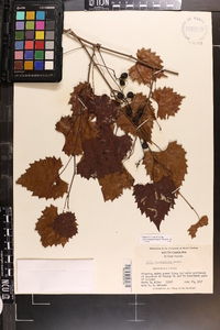 Vitis rotundifolia image