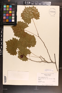 Vitis rotundifolia image