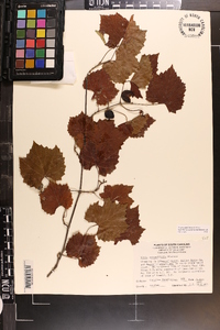 Vitis rotundifolia image