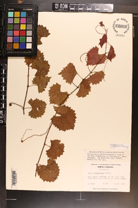 Vitis rotundifolia image