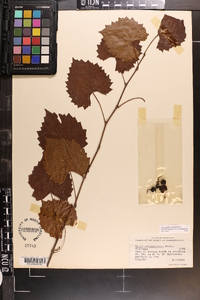 Vitis rotundifolia image