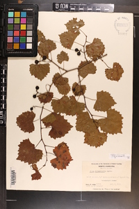 Vitis rotundifolia image