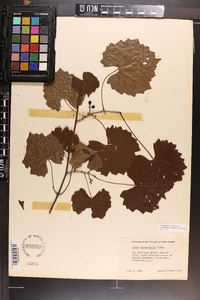 Vitis rotundifolia image