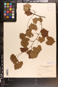 Vitis rotundifolia image